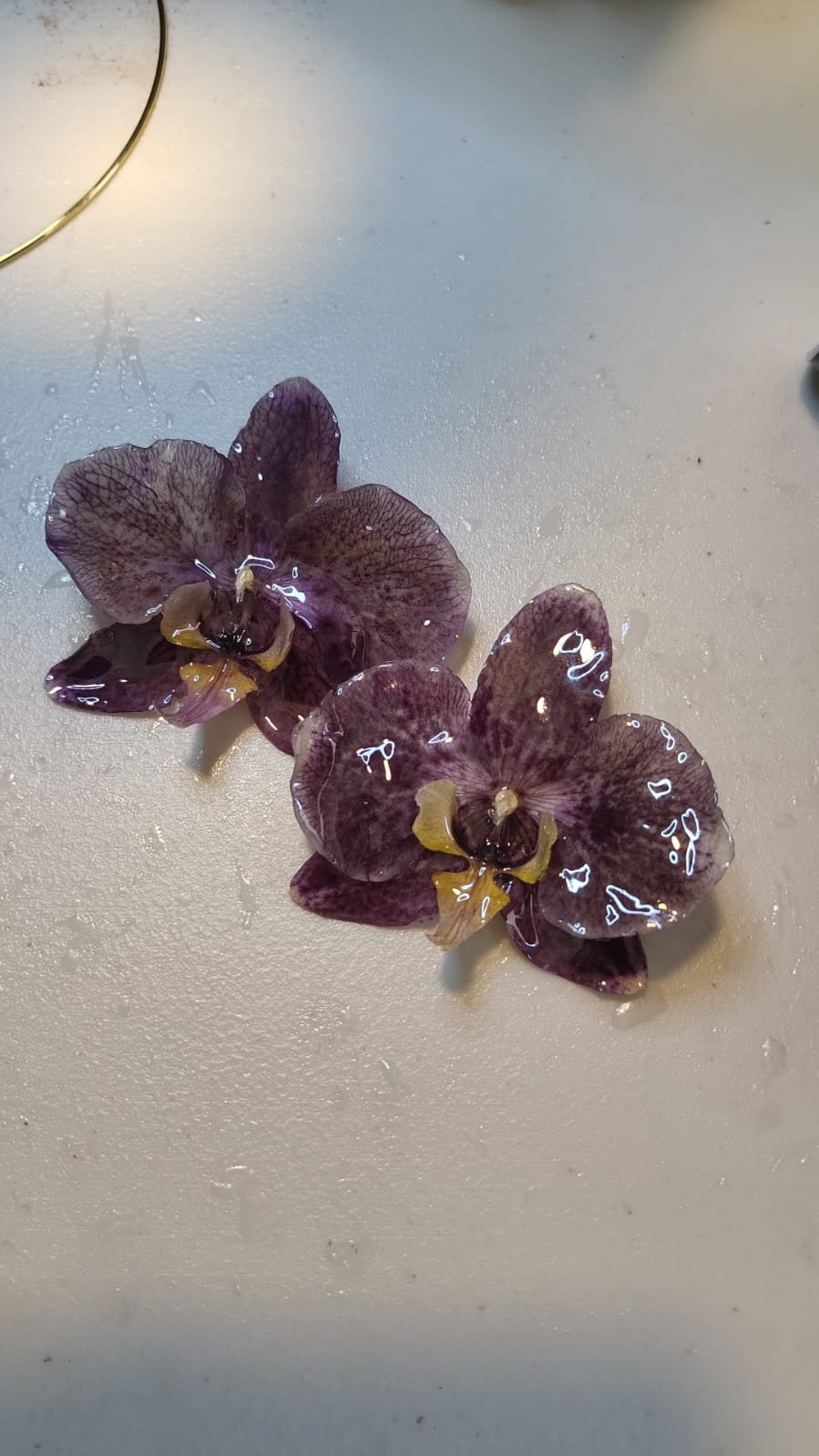 Orquídeas Moradas Pegadas
