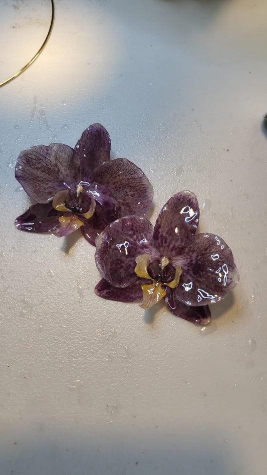 Orquídeas Moradas Pegadas